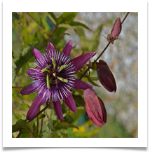 Red passion flower - Richard Nicholls
